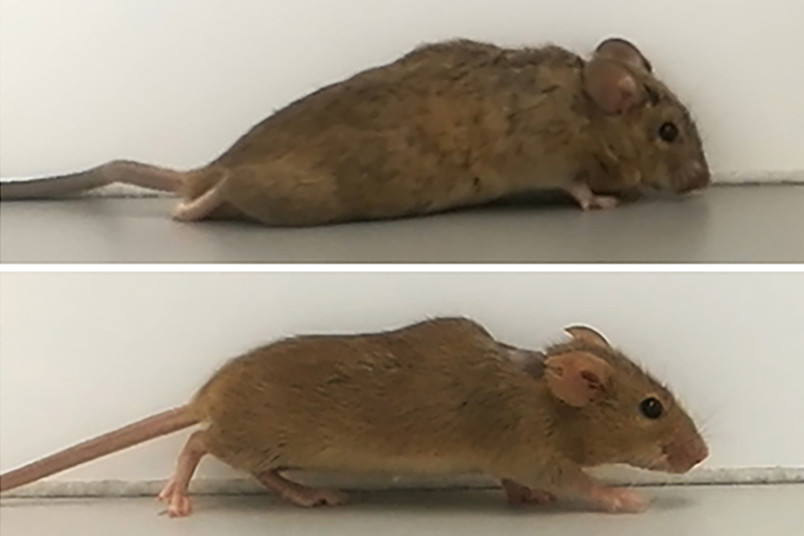 Querschnittslähmung - Designer-Zytokin lässt gelähmte Mäuse wieder gehen 