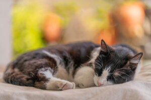 So schlafen Katzen am liebsten: auf der linken Seite. A black and white cat is peacefully sleeping on a bed. © Ömer Dogan