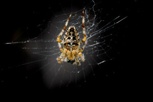 Angst vor Spinnen ist in der Bevölkerung weit verbreitet. (c) Roberto Schirdewahn