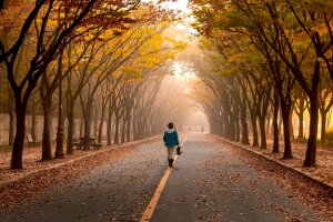 a person walks along an avenue of trees in the middle of the road in the fall © Pixabay 