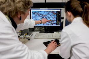  Die Bochumer Forscherinnen fertigten unter anderem hochauflösende mikroskopische Aufnahmen der neuronalen Gewebe an, um neue Einblicke in die Hirnentwicklung bei Huftieren zu gewinnen. (c) RUB/Kramer