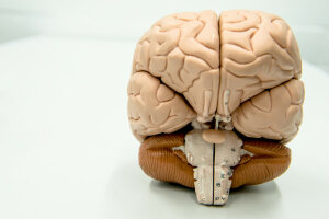  Verschiedene Botenstoffe im Gehirn scheinen am Entstehen von Psychosen beteiligt zu sein. (c) RUB/Marquard