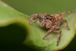 Angst vor Spinnen ist in der Bevölkerung verbreitet. Eine Konfrontationstherapie kann Abhilfe schaffen. (c) Pixabay/RonnyOverhate